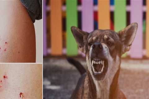 How much is a dog bite lawsuit worth?