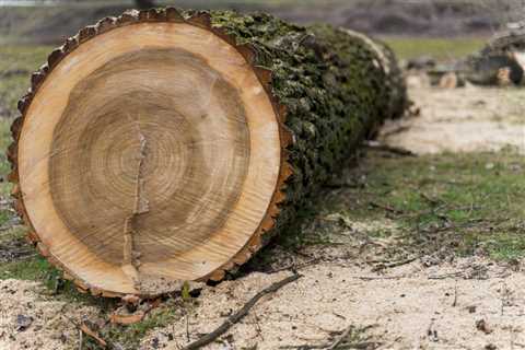 THE BASICS OF STUMP GRINDING AND REMOVAL