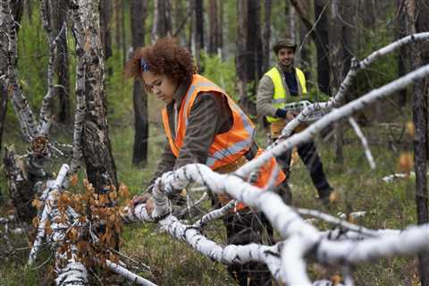 COMMON MYTHS ABOUT TREE TRIMMING AND PRUNING