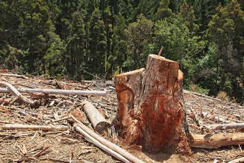 UNDERSTANDING THE DIFFERENT TYPES OF TREE DAMAGE