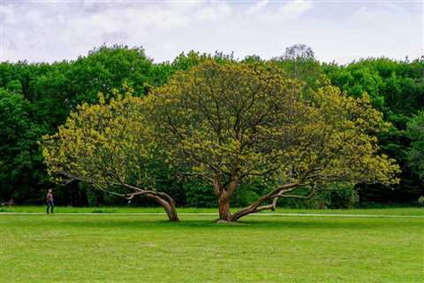 THE PROS AND CONS OF USING CHEMICALS TO CONTROL TREE DISEASES