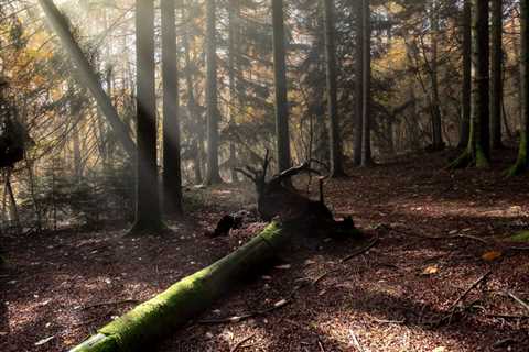 THE ROLE OF TREE ROOTS IN MAINTAINING SOIL HEALTH