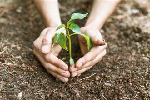 Tree Planting Programs for Community