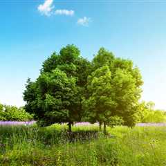 THE BENEFITS OF USING TREES FOR SHADE AND COOLING
