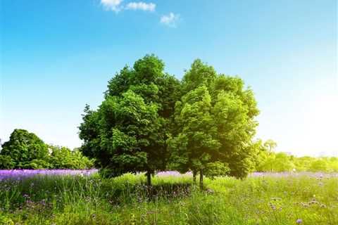 THE BENEFITS OF USING TREES FOR SHADE AND COOLING