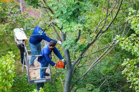 What Is a Reasonable Price for Tree Removal?