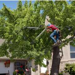 BEST PRACTICES FOR MANAGING TREE BRANCHES NEAR UTILITY LINES