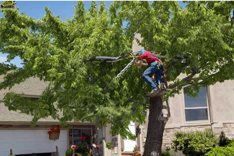 BEST PRACTICES FOR MANAGING TREE BRANCHES NEAR UTILITY LINES