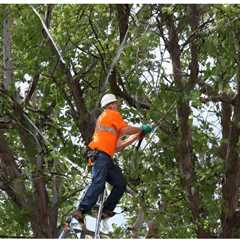 How Much Does Tree Removal Cost Near Me