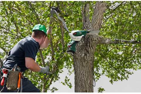 UNDERSTANDING THE DIFFERENT TYPES OF TREE BRACING