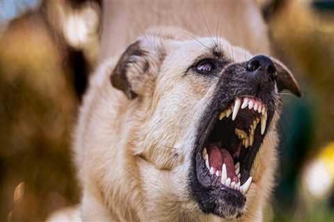 Dog Bites In Orange County: How To Handle This Personal Injury Case Type Effectively