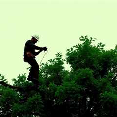 Rumored Buzz On What Is A Tree Removal Company