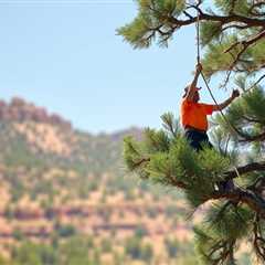 The Basic Principles Of Tree Removal In Utah