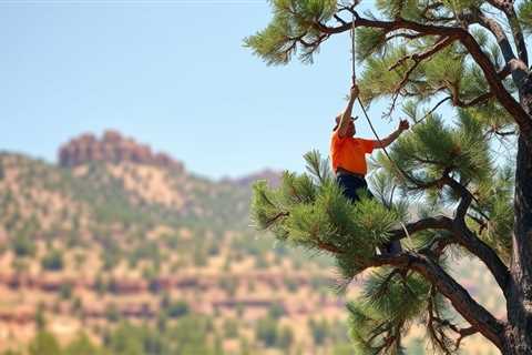 The Basic Principles Of Tree Removal In Utah